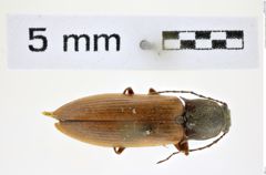 Foto (Dorsalansicht) von Acteniceromorphus sagitticollis (Eschscholtz, 1829) (NHMW-ZOO-COL-0008397)